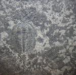 Changaspis elongata LEE in CHIEN 1961  - Bild © FossNet FossilienStore